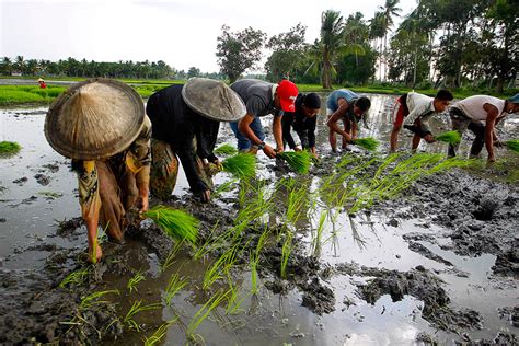 FAO helps farmers in conflict-torn Mindanao catch planting season | GMA News Online