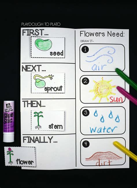 11 Plant Life Cycle Activities - Playdough To Plato