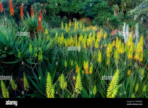 Kiahuna plantation gardens hi-res stock photography and images - Alamy