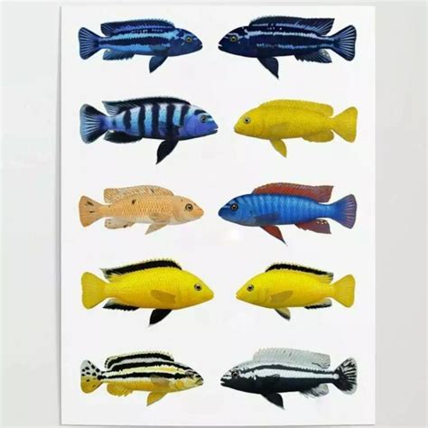 Assorted Mbuna Cichlid 8-10cm - Roxy Aquarium