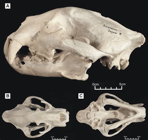 'Anomalous jaguar' skull, replica of original (CF-0022. Original = MHN ...