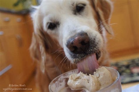 Can Dogs Have Ice Cream? - Golden Woofs