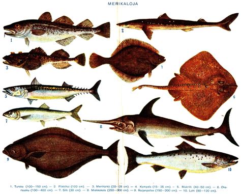 File:Salt water fish with Finnish text.jpg - Wikimedia Commons