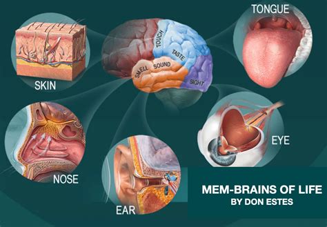 Sensory Resonance Results in Multisensory Integration | InnerSense-Inc.