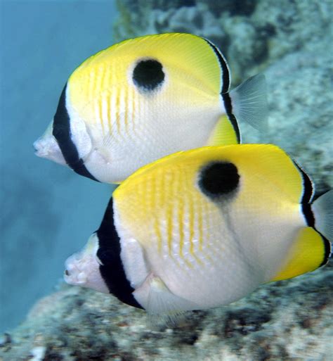 Teardrop Butterflyfish