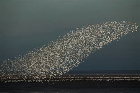 Amazing Patterns Created by Flocks of Birds in Flight (13 pictures ...