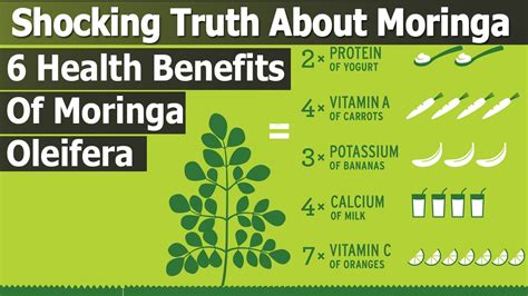 The Shocking Truth About Moringa- 6 Health Benefits of Moringa oleifera ...