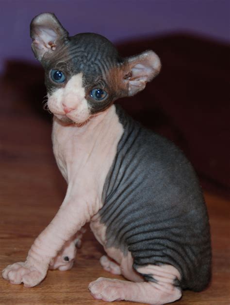 Im gonna get this Elf kitten and name him dobby:) as soon as someone ...