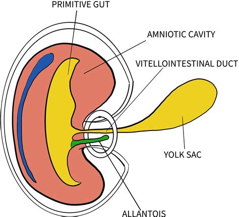 Omphalomesenteric Duct