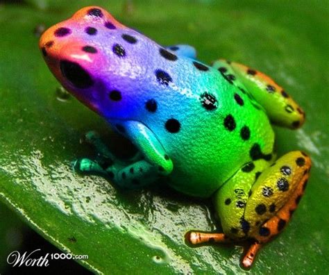 rainbow frog - Google Images | Frog, Cute frogs, Frog and toad