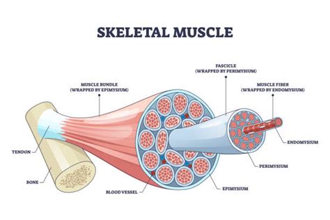 70+ Muscle Fascicle Illustrations Stock Illustrations, Royalty-Free Vector Graphics & Clip Art ...