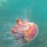 Lion's Mane Jellyfish Meme Generator - Imgflip