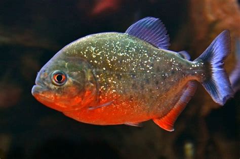 piranha fish for sale canada | Stun Blogs Picture Gallery