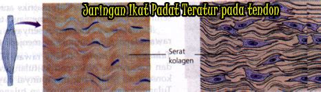 Jaringan Ikat Padat - Wasis Vidya Hajjarwati '-')/