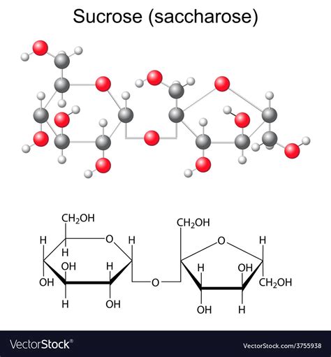 Chemical formula and model of sucrose Royalty Free Vector