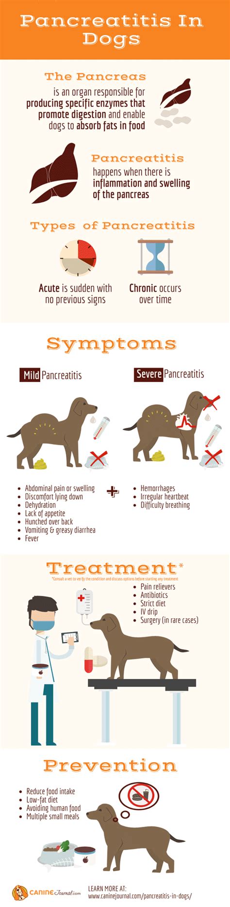 Pancreatitis In Dogs: Symptoms, Causes & More - Canine Journal