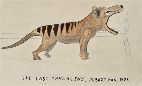 The Thylacine: Australia's Premier De-Extinction Candidate ...