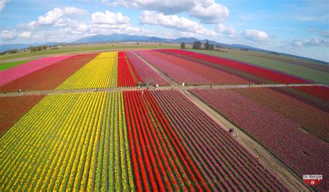 WATCH: 4K drone's-eye view of massive tulip fields / Boing Boing