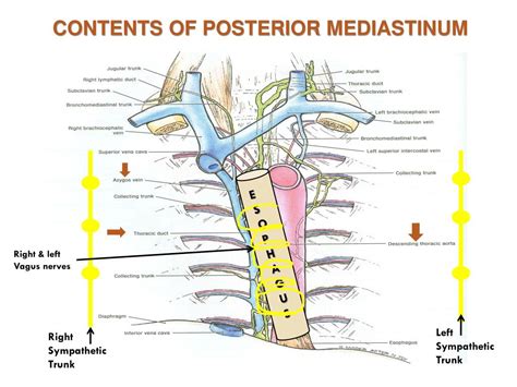 PPT - THE mediastinum PowerPoint Presentation, free download - ID:1921470