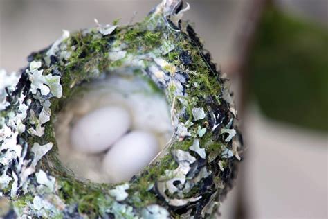 How to get hummingbird nests in your yard | The Hummingbird Feeder