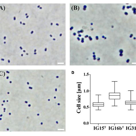 | Investigation of cell morphology and size by light microscopy. The... | Download Scientific ...