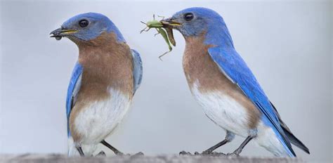 bluebirds eating insects - Bird Watching HQ