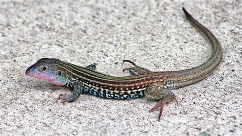 Texas spotted whiptail - Alchetron, The Free Social Encyclopedia