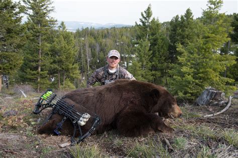 Black Bear Hunts — Montana Big Game Outfitters