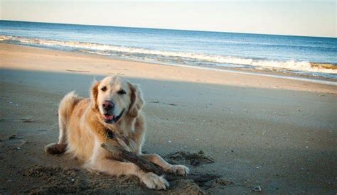 Golden Retriever On The Beach Wallpapers HD / Desktop and Mobile Backgrounds