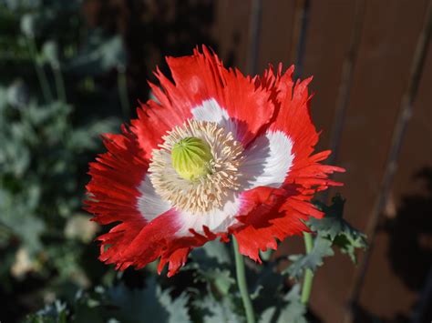 Danish Flag Poppy - Papaver Somniferum