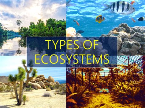 3 Different Types of Ecosystems - Owlcation