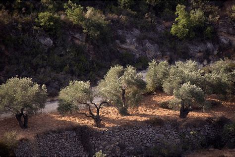 Palestinian Olive Trees – This Week in Palestine