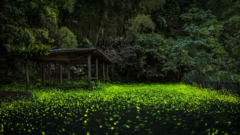 The firefly forest by Mars Lin / 500px