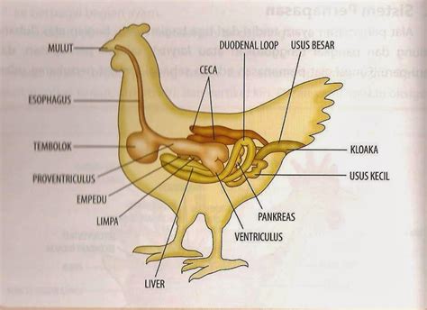 Mengenal saluran pencernaan ayam ~ Peternakan