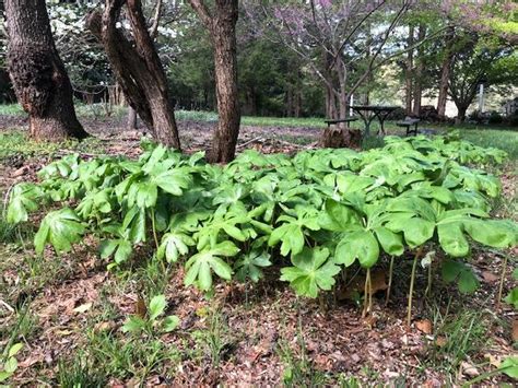 Mayapple | Piedmont Master Gardeners