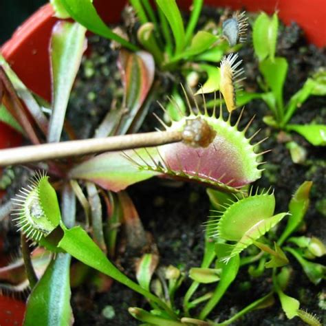 Feed a Venus Fly Trap - FlytrapCare.com