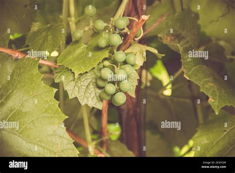 green grapes on the vine Stock Photo - Alamy