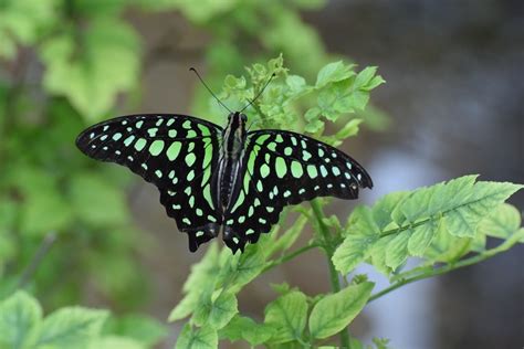 Tailed Jay (Butterflies of Babukhan Solitare ) · iNaturalist