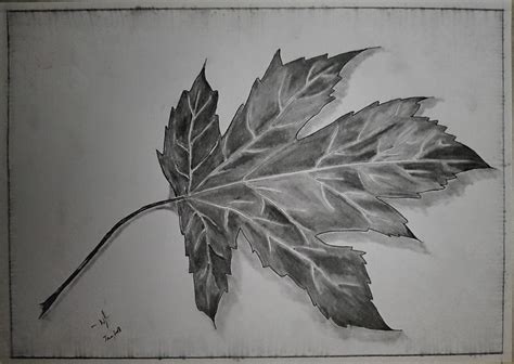 leaf 3d effect pencil sketch | Leaves sketch, Sketches, Pencil sketch