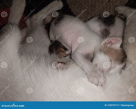 Baby Kittens Sleeping with Cat Mother Stock Photo - Image of kitty ...