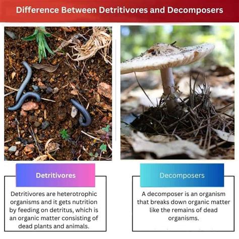 Detritivores vs Decomposers: Difference and Comparison