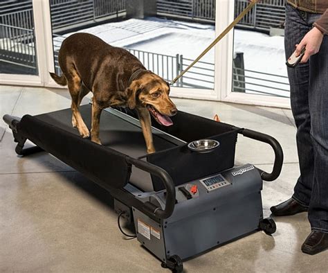 Dog Treadmill