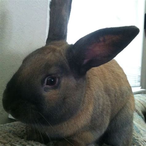 Cinnamon Rabbit. | Bunny care, Cute creatures, Rabbit