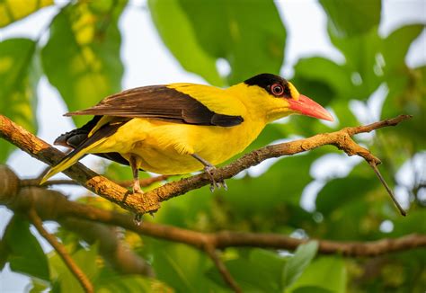 Black-naped Oriole (Philippine) - eBird