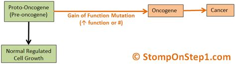 Oncogenes & Tumor Suppressor Genes | Stomp On Step1