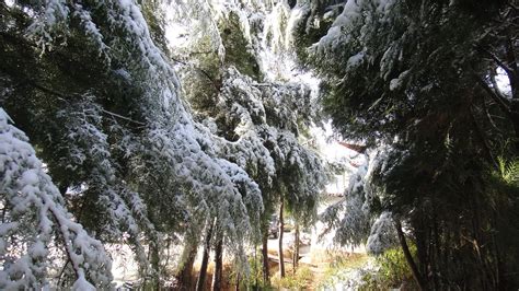 Snow falling on cedars 2 – The Ginkgo Society