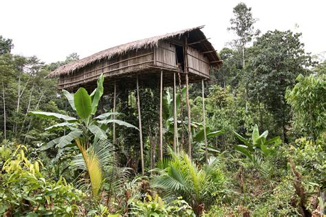 Lifetime Experience to Visit the Korowai Tribe Papua