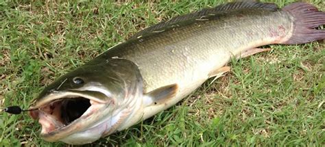 Can You Eat Mudfish? How to Catch Them? - Lure Me Fish