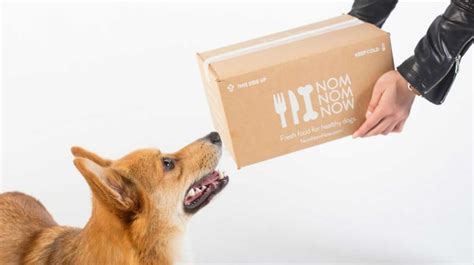 10 Dog Food Delivery Services You Must Try | Petlife