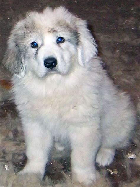 Great Pyrenees - All Big Dog Breeds